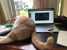 O'Hagan, Leo '25, Cat and Laptop